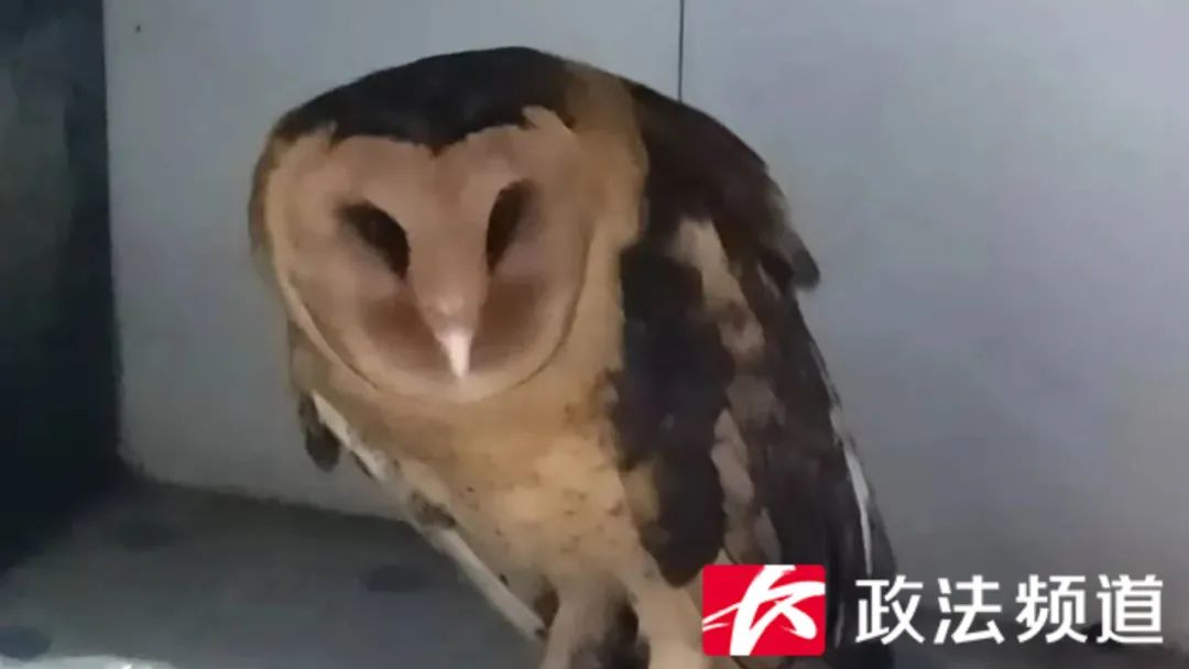 DƬ